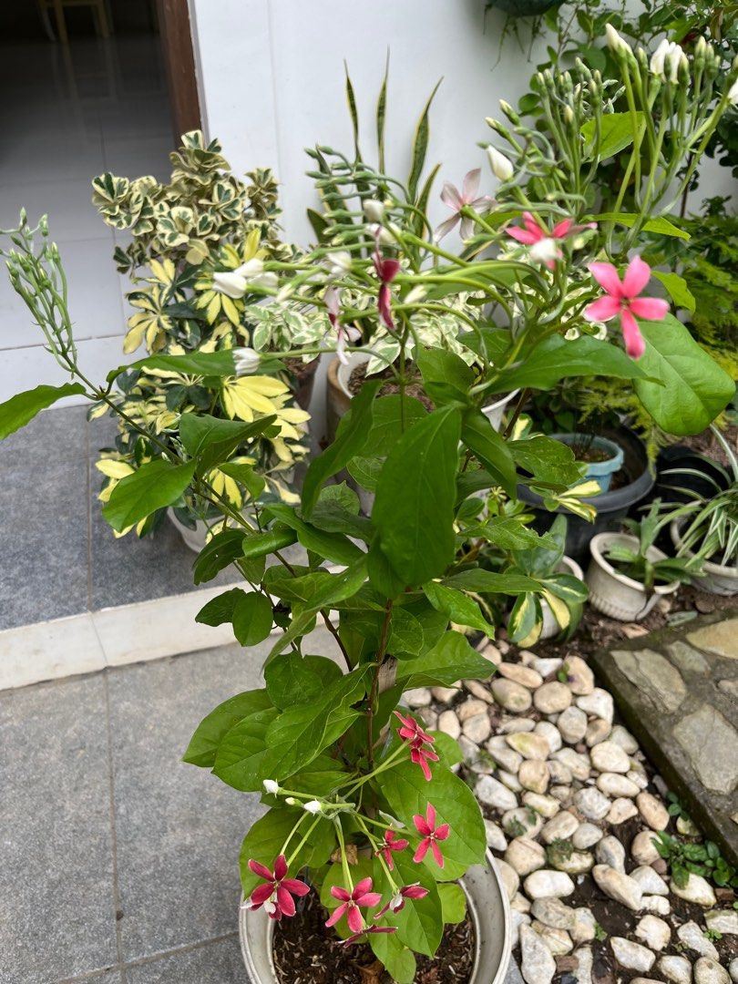 Rangoon creeper with buds and flowers (Category: Plants & Seeds) located in Manila. Submitted by lersonbrie (Listing ID 1389016515, Image 1). Description: Lush, with many buds and flowers, 3ft.