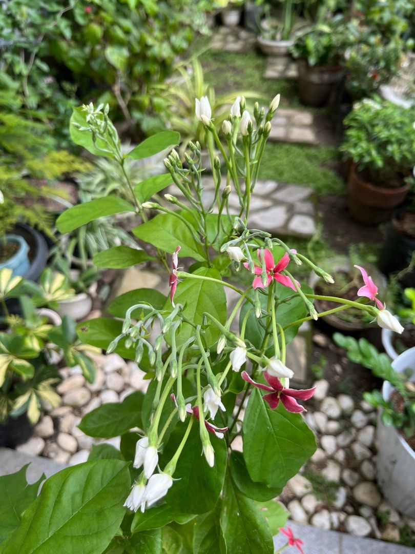 Rangoon creeper with buds and flowers (Category: Plants & Seeds) located in Manila. Submitted by lersonbrie (Listing ID 1389016515, Image 2). Description: Lush, with many buds and flowers, 3ft.