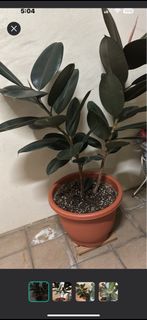 (Category: ) located in . Submitted by gracecherish (Listing ID 1389008507, Image 1). Description: .