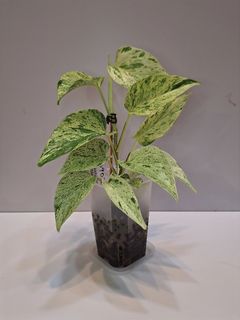 （分類：）位於 。 由 mailiivanhk 提交（商品編號 1389248012，圖片 1）。簡介： 。