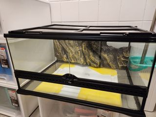 （分類：）位於 。 由 pgppuppy307725 提交（商品編號 1389255204，圖片 1）。簡介： 。