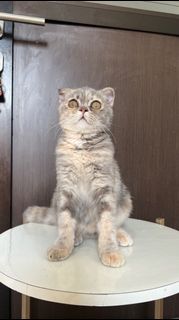 (Kategori: ) berada di . Dikirim oleh vaneshahi (ID iklan 1383186299, Gambar 1). Deskripsi: .