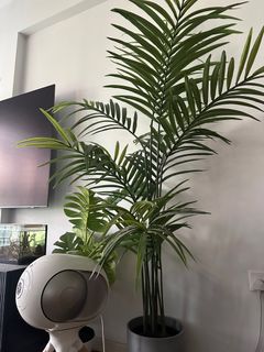 (Category: ) located in . Submitted by shopppn (Listing ID 1389314439, Image 1). Description: .