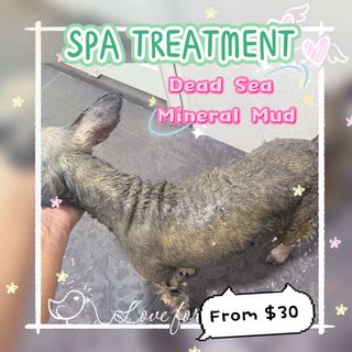 Dog spa For Sale Carousell Singapore