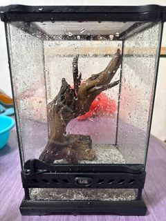 （分類：）位於 。 由 tszching811 提交（商品編號 1389456030，圖片 1）。簡介： 。