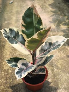 (Category: ) located in . Submitted by wildgardensg (Listing ID 1389311402, Image 1). Description: .