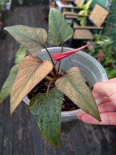 Bucephalandra Violet Blossom, Furniture & Home Living