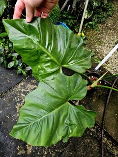 (Category: ) located in . Submitted by plantedbydan (Listing ID 1389300326, Image 1). Description: .