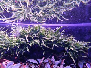 (Category: ) located in . Submitted by mtlim (Listing ID 1389356295, Image 1). Description: .