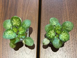 （分類：）位於 。 由 timetochill23 提交（商品編號 1389526032，圖片 1）。簡介： 。