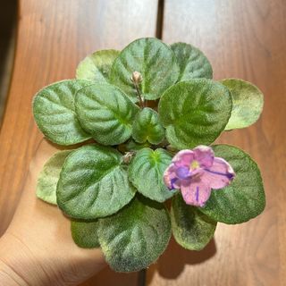 （分類：）位於 。 由 timetochill23 提交（商品編號 1389525098，圖片 1）。簡介： 。