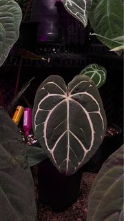 (Category: ) located in . Submitted by arfplants (Listing ID 1389525624, Image 1). Description: .