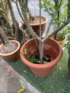 (Category: ) located in . Submitted by bar_cheong (Listing ID 1389527096, Image 1). Description: .