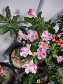 (Category: ) located in . Submitted by lil.greenthumb.sg (Listing ID 1386543668, Image 1). Description: .