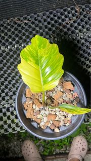 (Category: ) located in . Submitted by Foliage_Concierge (Listing ID 1389639994, Image 1). Description: .