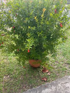 (Category: ) located in . Submitted by fruityflorist (Listing ID 1389497206, Image 1). Description: .