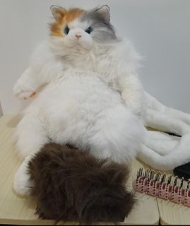 Ragdoll cat For Sale Carousell Singapore