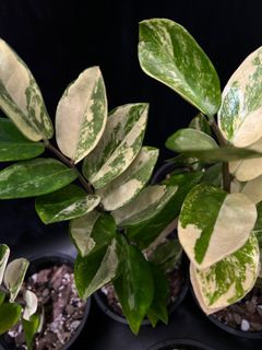(Category: ) located in . Submitted by arfplants (Listing ID 1389525250, Image 1). Description: .