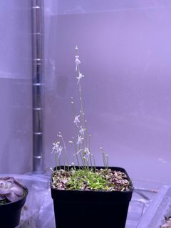 （分類：）位於 。 由 hkpingshk 提交（商品編號 1384518262，圖片 1）。簡介： 。