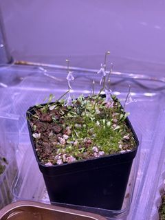 （分類：）位於 。 由 hkpingshk 提交（商品編號 1384519410，圖片 1）。簡介： 。