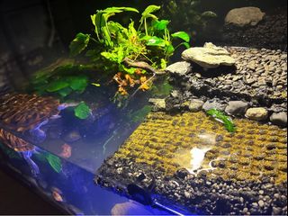 (Category: ) located in . Submitted by piscesman_aquarium_services (Listing ID 1384564559, Image 1). Description: .