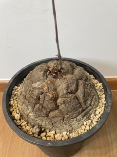 (Category: ) located in . Submitted by desert.grower (Listing ID 1376107889, Image 1). Description: .