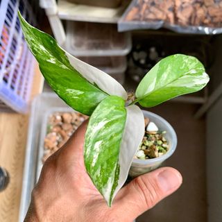 (Category: ) located in . Submitted by plants_and_such (Listing ID 1384486796, Image 1). Description: .