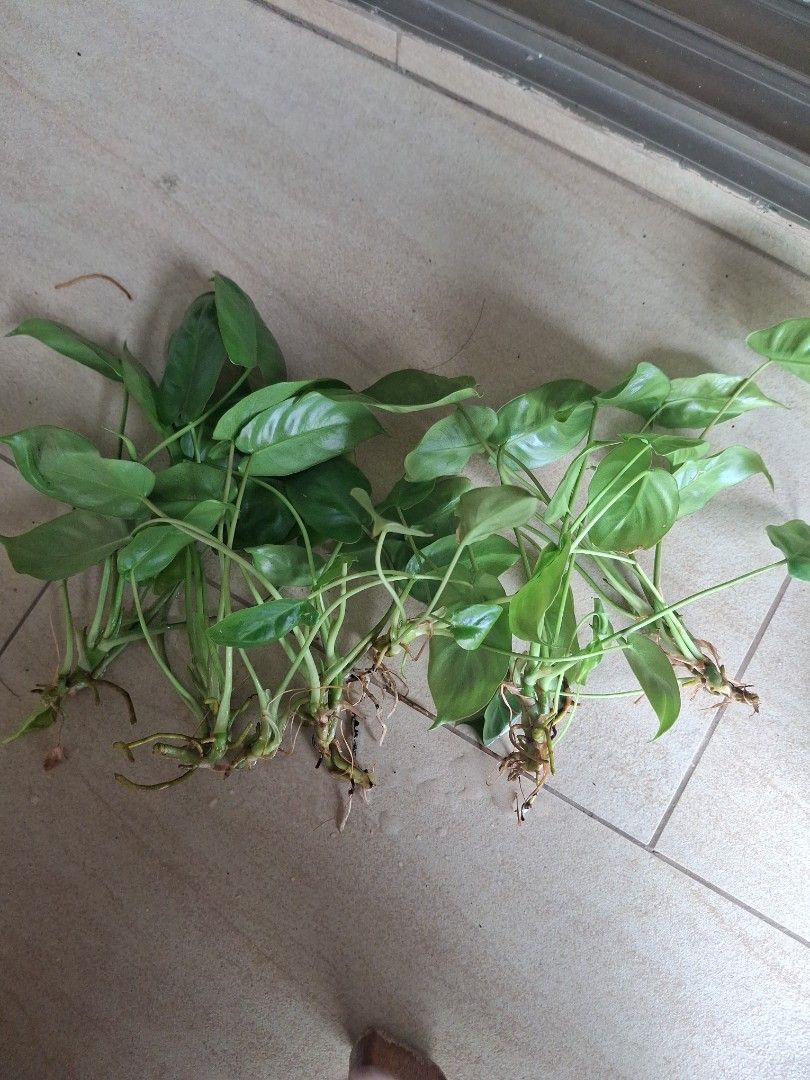Free Plant, Furniture &amp; Home Living, Gardening, Plants &amp; Seeds on Carousell