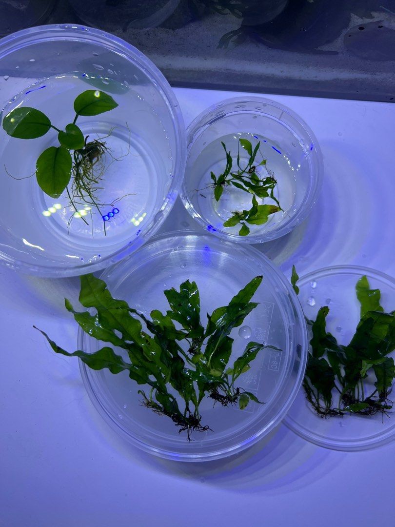 Java Fern (Category: Homes & Other Pet Accessories) located in Singapore. Submitted by chesshirecat (Listing ID 1384563255, Image 1). Description: Snail‑free aquarium plant trimmings! Perfect for nano tanks or anyone who just needs a few stems instead of a big bundle. Fresh cuttings from my weekly prunings – limited supply each week. Current plants include: • Crypts • Anubias • Pennywort • Bolbitis PM me if you want to check what’s available this
