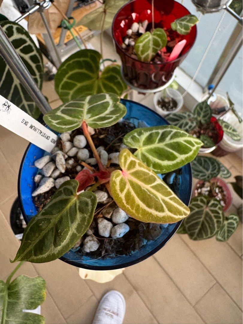 Anthurium SKG RC, Furniture & Home Living, Gardening, Plants & Seeds on  Carousell