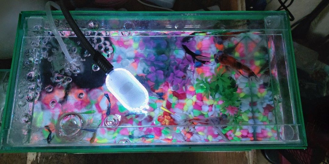 AQUARIUM GLASS TANK (Category: Homes & Other Pet Accessories) located in Manila. Submitted by alianoresi09735 (Listing ID 1389812704, Image 2). Description: SELLING MY AQUARIUM GLASS TANK WITH LID COVER 2.5 GALLONS Lightly Used (Hindi po kasama ang fishes) RFS: Opting to buy larger than my current one Shipping will be handled by the buyer thru lalamove pooling. if may other suggestions kayo it's fine naman. Taguig City - Central Signal Area.