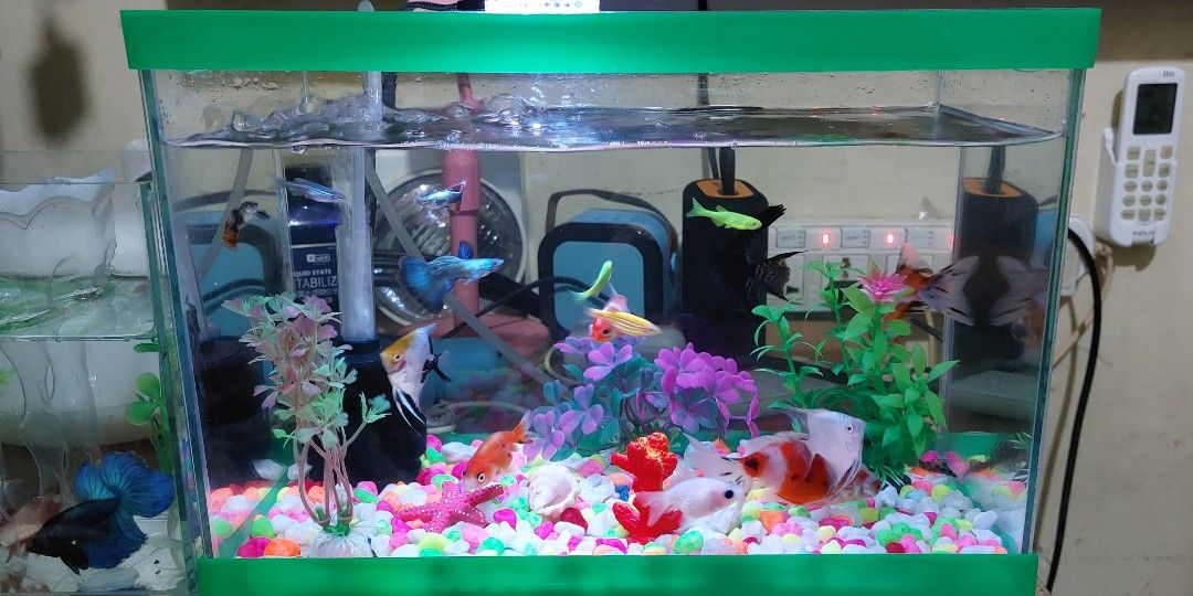 AQUARIUM GLASS TANK (Category: Homes & Other Pet Accessories) located in Manila. Submitted by alianoresi09735 (Listing ID 1389812704, Image 1). Description: SELLING MY AQUARIUM GLASS TANK WITH LID COVER 2.5 GALLONS Lightly Used (Hindi po kasama ang fishes) RFS: Opting to buy larger than my current one Shipping will be handled by the buyer thru lalamove pooling. if may other suggestions kayo it's fine naman. Taguig City - Central Signal Area.