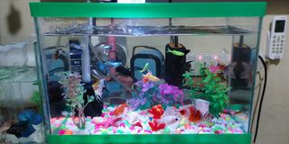 (Category: ) located in . Submitted by alianoresi09735 (Listing ID 1389812704, Image 1). Description: .