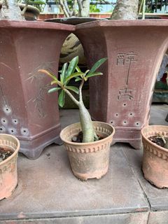 (Category: ) located in . Submitted by chiku1 (Listing ID 1389764291, Image 1). Description: .