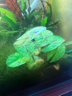 (Category: ) located in . Submitted by newber (Listing ID 1389735854, Image 1). Description: .