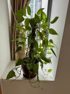 (Category: ) located in . Submitted by iamsan (Listing ID 1389748138, Image 1). Description: .