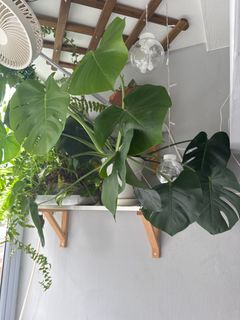 (Category: ) located in . Submitted by lizw007 (Listing ID 1389682876, Image 1). Description: .