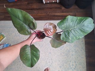 (Category: ) located in . Submitted by gtmart (Listing ID 1389718099, Image 1). Description: .