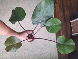 (Category: ) located in . Submitted by gtmart (Listing ID 1389719102, Image 1). Description: .