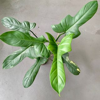 (Category: ) located in . Submitted by plants_and_such (Listing ID 1389716823, Image 1). Description: .