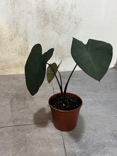 （分類：）位於 。 由 hymiko 提交（商品編號 1390008840，圖片 1）。簡介： 。