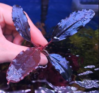 Bucephalandra Violet Blossom, Furniture & Home Living