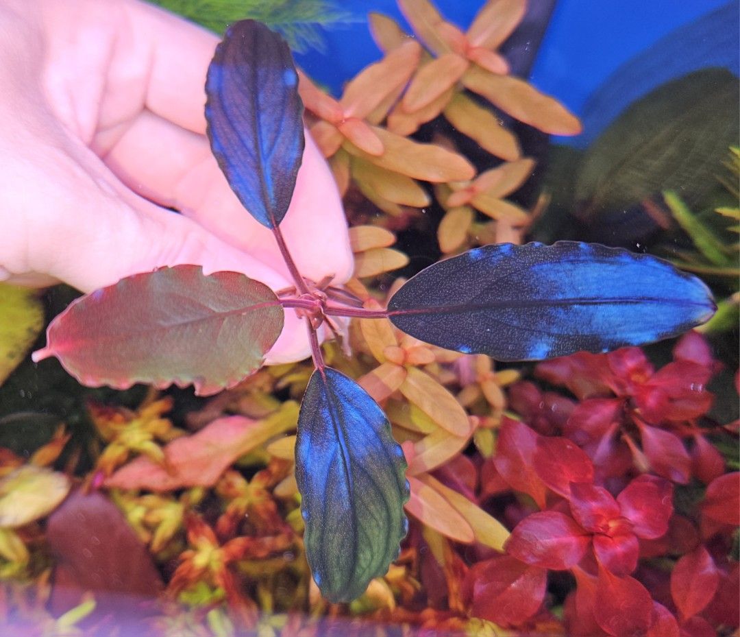 Bucephalandra Hellfire (Category: Plants & Seeds) located in Singapore. Submitted by zep87 (Listing ID 1389886918, Image 2). Description: Delivery option $5 in 1-2 days with tracking Free delivery for order $100 and above.