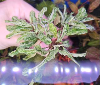 Bucephalandra sp. Violet Bolsom 小群生 ブセファランドラsp violet blossom 特大群生株｜Yahoo!フリマ