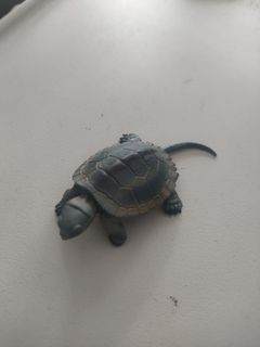 (Category: ) located in . Submitted by wildlife666 (Listing ID 1388586772, Image 1). Description: .