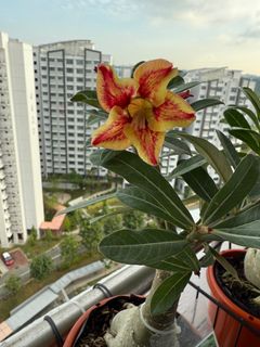 (Category: ) located in . Submitted by lil.greenthumb.sg (Listing ID 1389861979, Image 1). Description: .