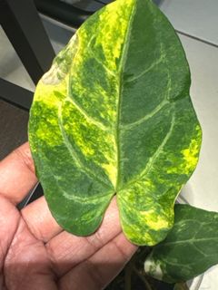 (Category: ) located in . Submitted by plant.daddy (Listing ID 1390033556, Image 1). Description: .