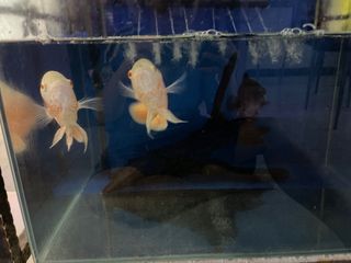 (Category: ) located in . Submitted by yapshannon22024 (Listing ID 1384758881, Image 1). Description: .