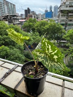 由 earbb (刊登 ID 1384684209，圖片 1) 提交，位於 的 (類別：)，說明：。