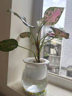 （分類：）位於 。 由 saaw2018 提交（商品編號 1384641277，圖片 1）。簡介： 。